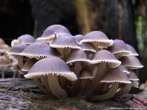 Mafic Mushrooms as Indicators of Environmental Health in Los Angeles